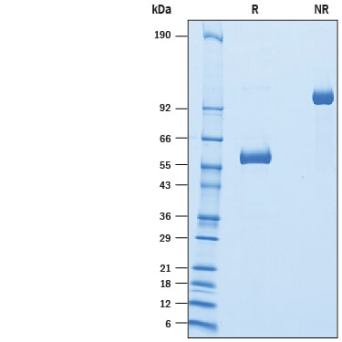 Recombinant Human Dectin-1/CLEC7A Fc Chimera Protein SDS-PAGE