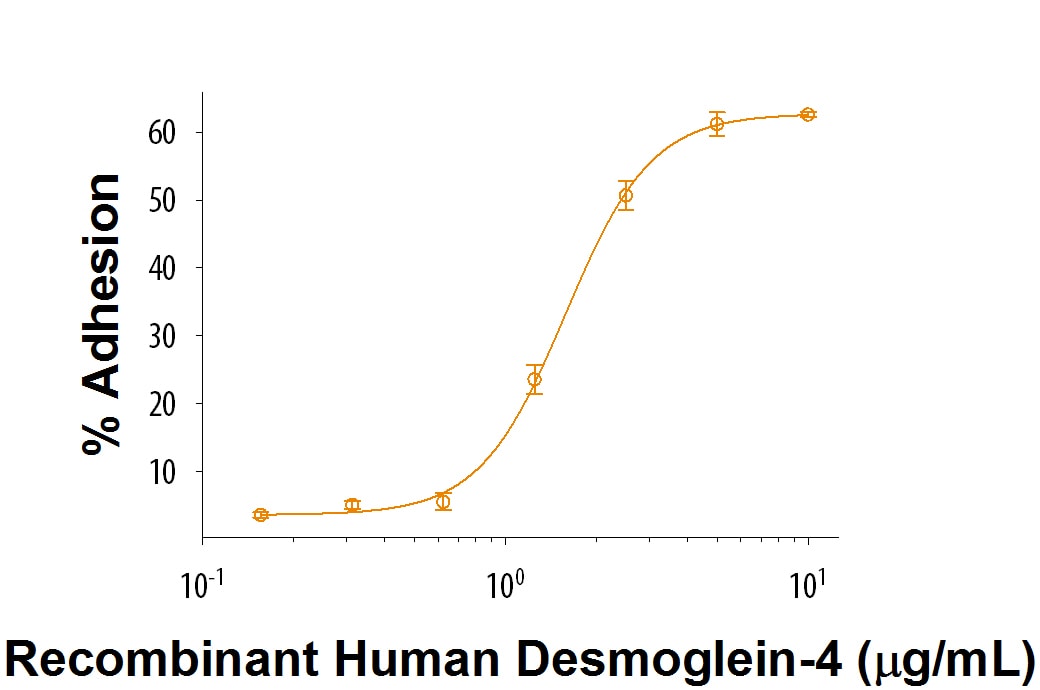Recombinant Human Desmoglein-4 Fc Chimera Protein Bioactivity