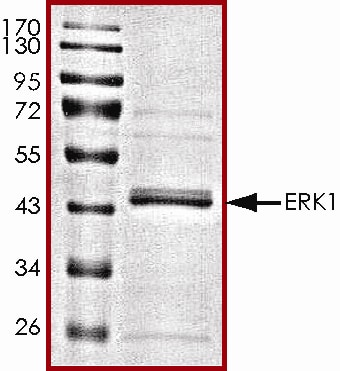 Recombinant Human Active ERK1 Protein SDS-PAGE