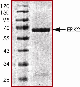 Recombinant Human Active ERK2 Protein SDS-PAGE
