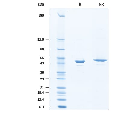 Recombinant Human Enolase 2 His-tag Protein Binding Activity