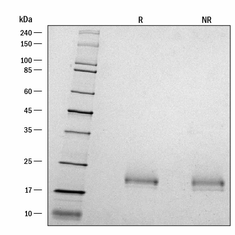 ProDots Recombinant Human FGF-10 Protein SDS-PAGE