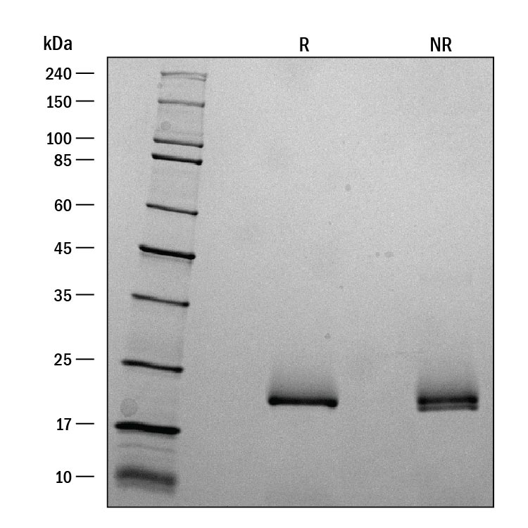 ProDots Recombinant Human FGF-3 Protein SDS-PAGE