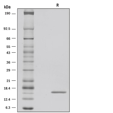 Recombinant Human FGF basic/FGF2 (145 aa) GMP Protein SDS-PAGE