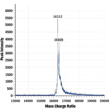 Recombinant Human FGF basic/FGF2 (145 aa) GMP Protein Mass Spectrometry