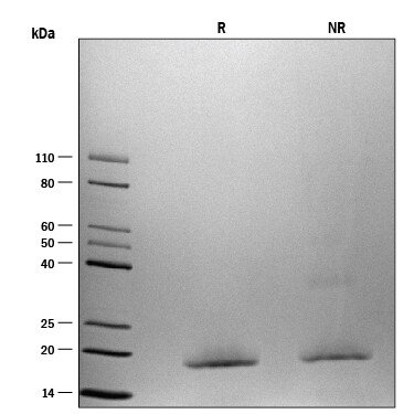 ProDots Recombinant Human FGF basic/FGF2 (146 aa) Protein SDS-PAGE