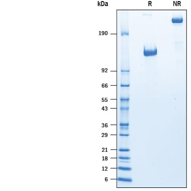 Recombinant Human FPRP/PTGFRN Fc Chimera Protein SDS-PAGE
