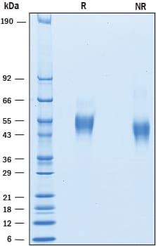 Recombinant Human Fc gamma RIIIA (F176) His Avi Protein SDS-PAGE