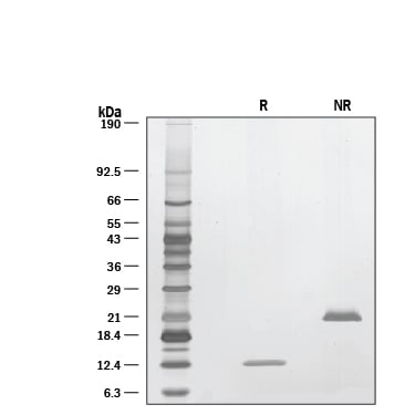 Graph showing bioactivity of GDF-11 protein