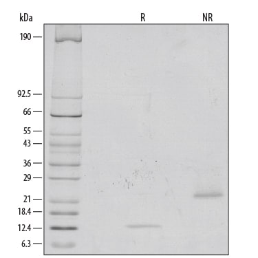 Recombinant Human/Mouse/Rat GDF-8/Myostatin Protein SDS-PAGE