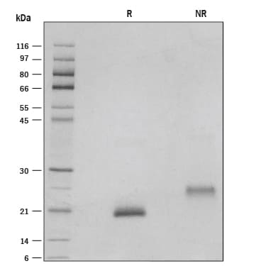 Recombinant Human GDF-9 Protein SDS-PAGE