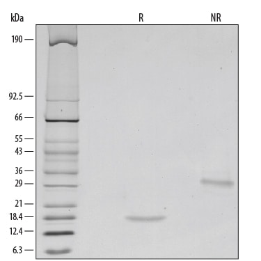 Recombinant Human GDNF Protein SDS-PAGE