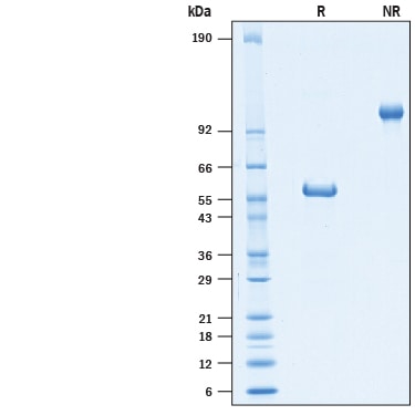 Recombinant Human GITR/TNFRSF18 Fc Avi-tag Protein SDS-PAGE