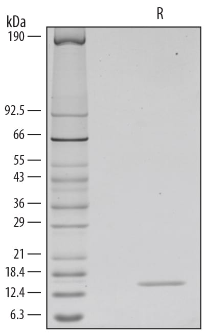 Recombinant Human GM-CSF GMP Protein SDS-PAGE