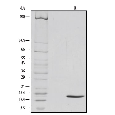 Recombinant Mouse GM-CSF Protein SDS-PAGE