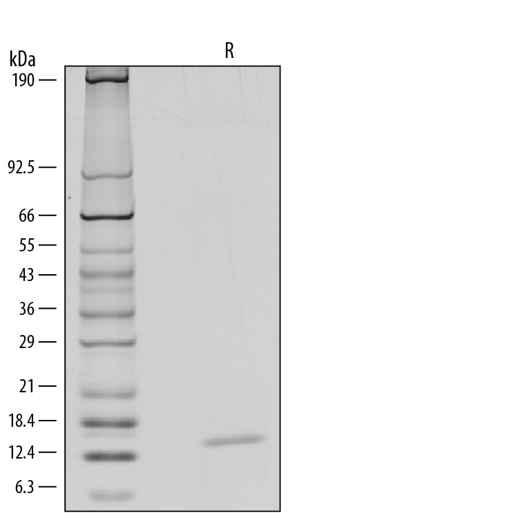 Recombinant Human GM-CSF, Animal-Free Protein SDS-PAGE