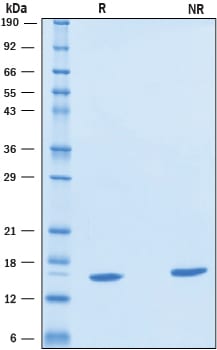 Recombinant Human Galectin-3C Protein SDS-PAGE