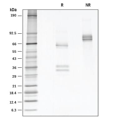 Recombinant Human HGF (NS0-expressed) GMP Protein SDS-PAGE