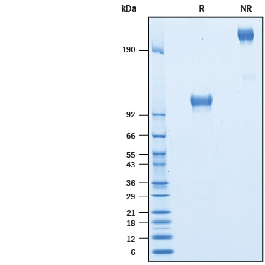 Recombinant Human ICAM-1/CD54 Fc Chimera Avi-tag Protein SDS-PAGE