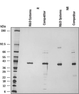 Recombinant Human IDO2 Protein SDS-PAGE