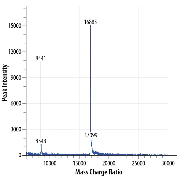 Recombinant Human IFN-gamma GMP Protein Mass Spectrometry