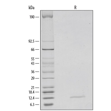 Recombinant Mouse IFN-gamma Protein SDS-PAGE