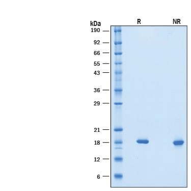 Recombinant Mouse IFNAA Protein SDS-PAGE