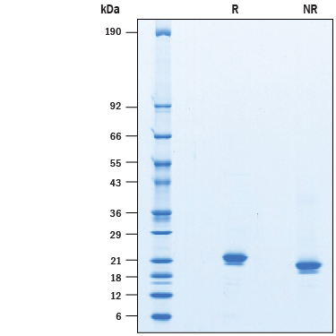 Recombinant Mouse IFN-alpha 11 Protein SDS-PAGE