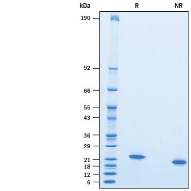 Recombinant Mouse IFN-alpha 12 Protein SDS-PAGE