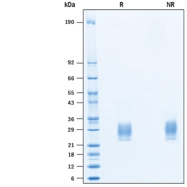 Recombinant Mouse IFN-alpha 13 Protein SDS-PAGE