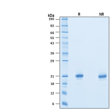Recombinant Mouse IFN-alpha 1 Protein SDS-PAGE