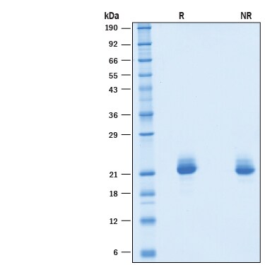 Recombinant Mouse IFN-alpha 4 Protein SDS-PAGE
