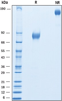 Recombinant Cyno/Rhesus IFN-alpha/beta R2 Fc Protein SDS-PAGE