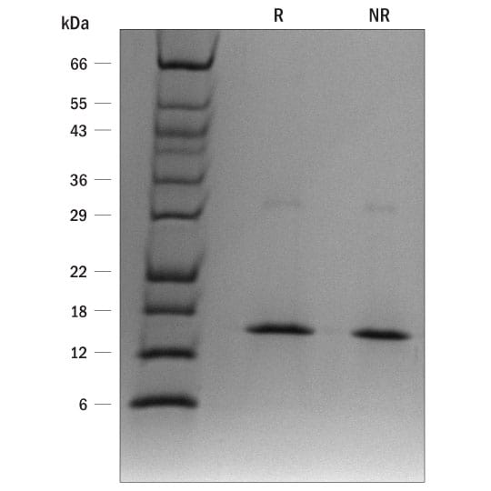 ProDots Recombinant Human IFN-gamma Protein SDS-PAGE