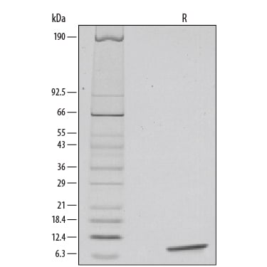 Graph showing dose-dependent bioactivity of IGF-1 protein