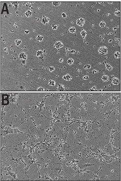 Recombinant Human IGSF4C/SynCAM4 Fc Chimera Protein Bioactivity