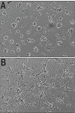 Recombinant Mouse IGSF4C/SynCAM4 Fc Chimera Protein Bioactivity
