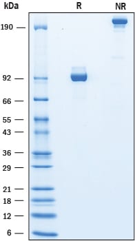 Recombinant Human IGSF8/CD316 Fc Chimera Protein SDS-PAGE