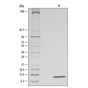 Recombinant Mouse IL-13 Protein SDS-PAGE