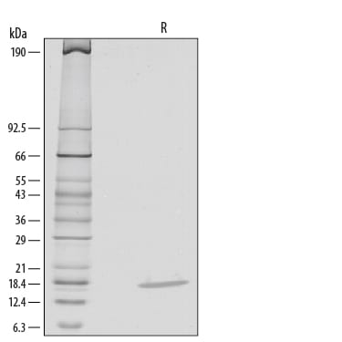 Recombinant Mouse IL-1 alpha/IL-1F1 Protein SDS-PAGE