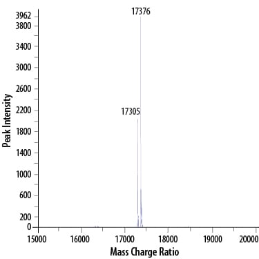Recombinant Human IL-1 beta/IL-1F2 GMP Protein Mass Spectrometry
