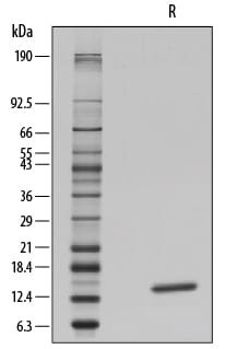 Recombinant Human IL-3 GMP Protein SDS-PAGE