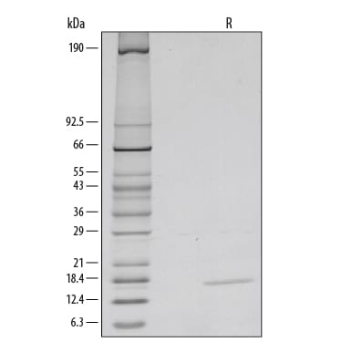 Recombinant Mouse IL-3 Protein SDS-PAGE