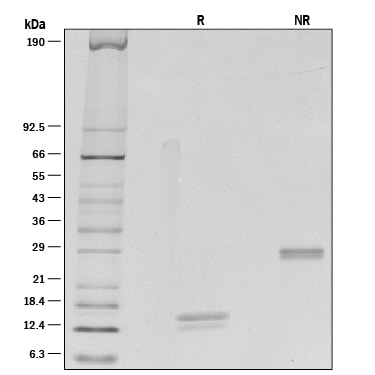 Recombinant Human IL-5 Protein SDS-PAGE