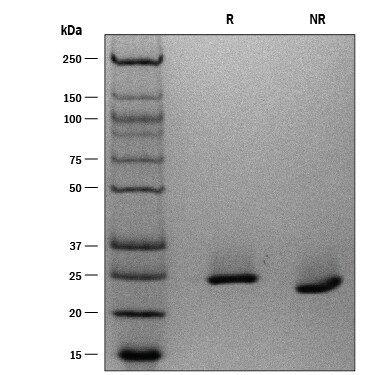 ProDots Recombinant Human IL-10 Protein SDS-PAGE