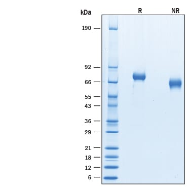 Recombinant Cynomolgus Monkey IL-12 (linked heterodimer) SDS-PAGE