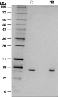 Recombinant Mouse IL-18/IL-1F4 Protein SDS-PAGE
