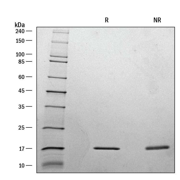 ProDots Recombinant Human IL-1 beta/IL-1F2 Protein SDS-PAGE