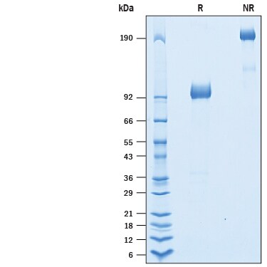 Recombinant Cynomolgus Monkey IL-23R Fc Chimera Protein SDS-PAGE