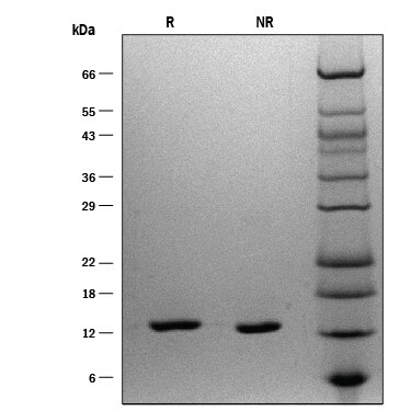 ProDots Recombinant Human IL-2 Protein SDS-PAGE